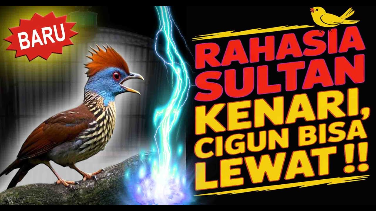 INI DIA Jurus Rahasia‼️Masteran Burung Mewah Full Isian Buat Sultan 🐦
