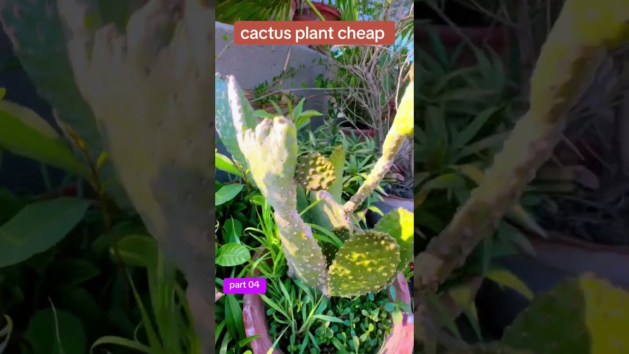 cactus plant 2025 | bryophyllum cactus plant online | cactus plant cheap