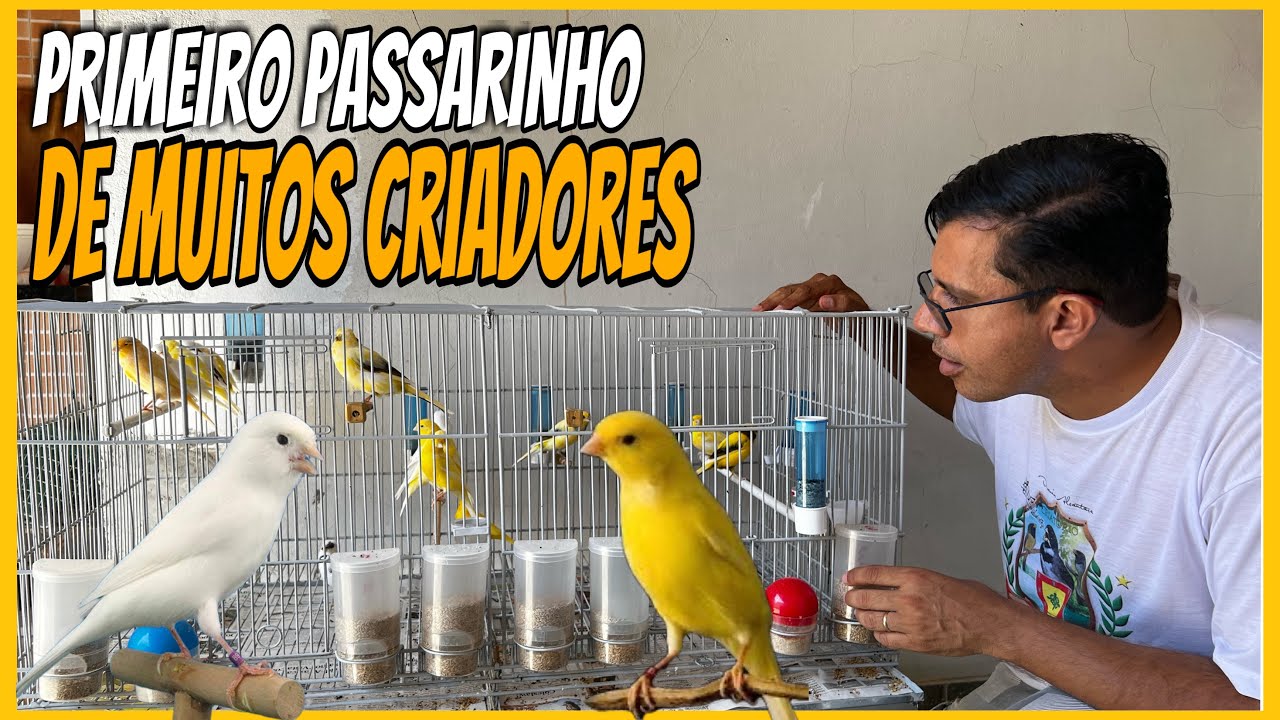 CANÁRIO DO REINO - BELGA CURIOSIDADES CANTO E BELEZA