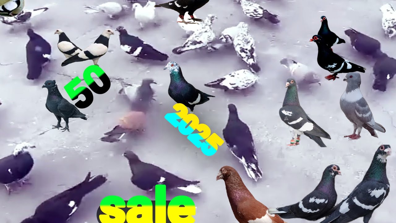 kabutar sale dehil New video lसुंदर उड़ते लड़ते सले kabootar Bazi ke 2025 firozabad dehil pigeon