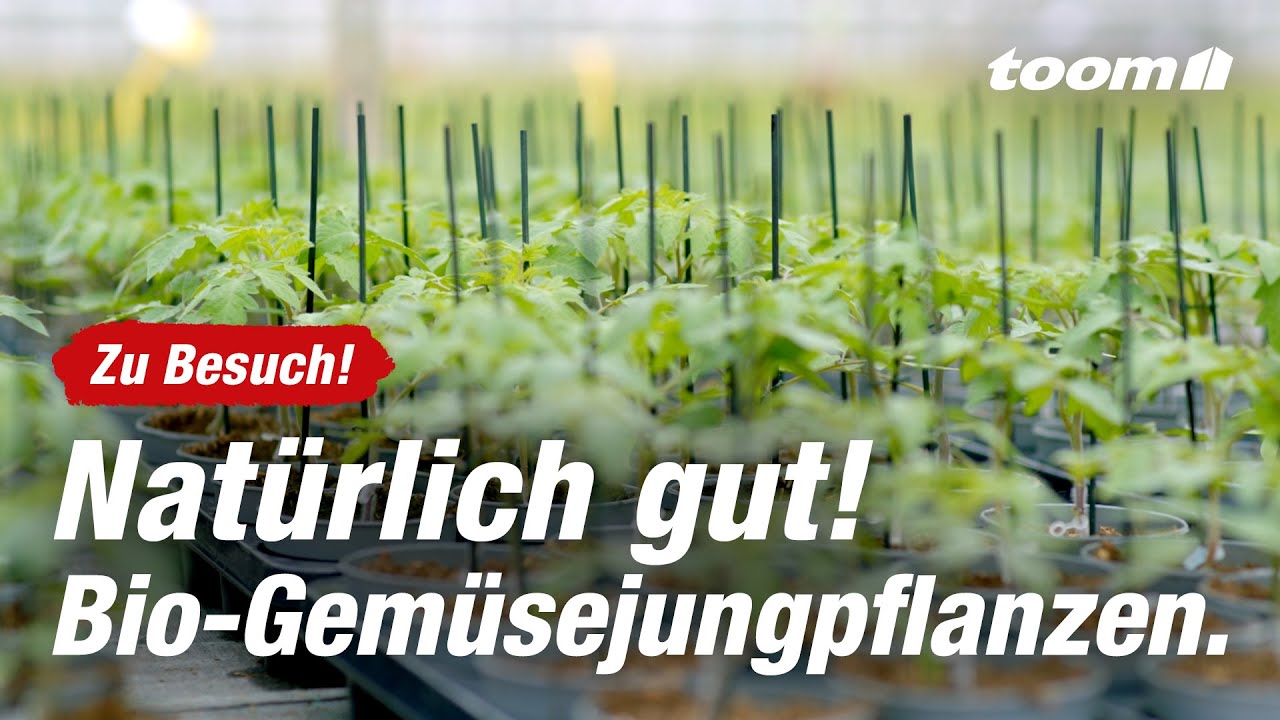 Nat&uuml;rlich gut! Zu Besuch beim toom Lieferanten f&uuml;r Bio-Gem&uuml;sejungpflanzen