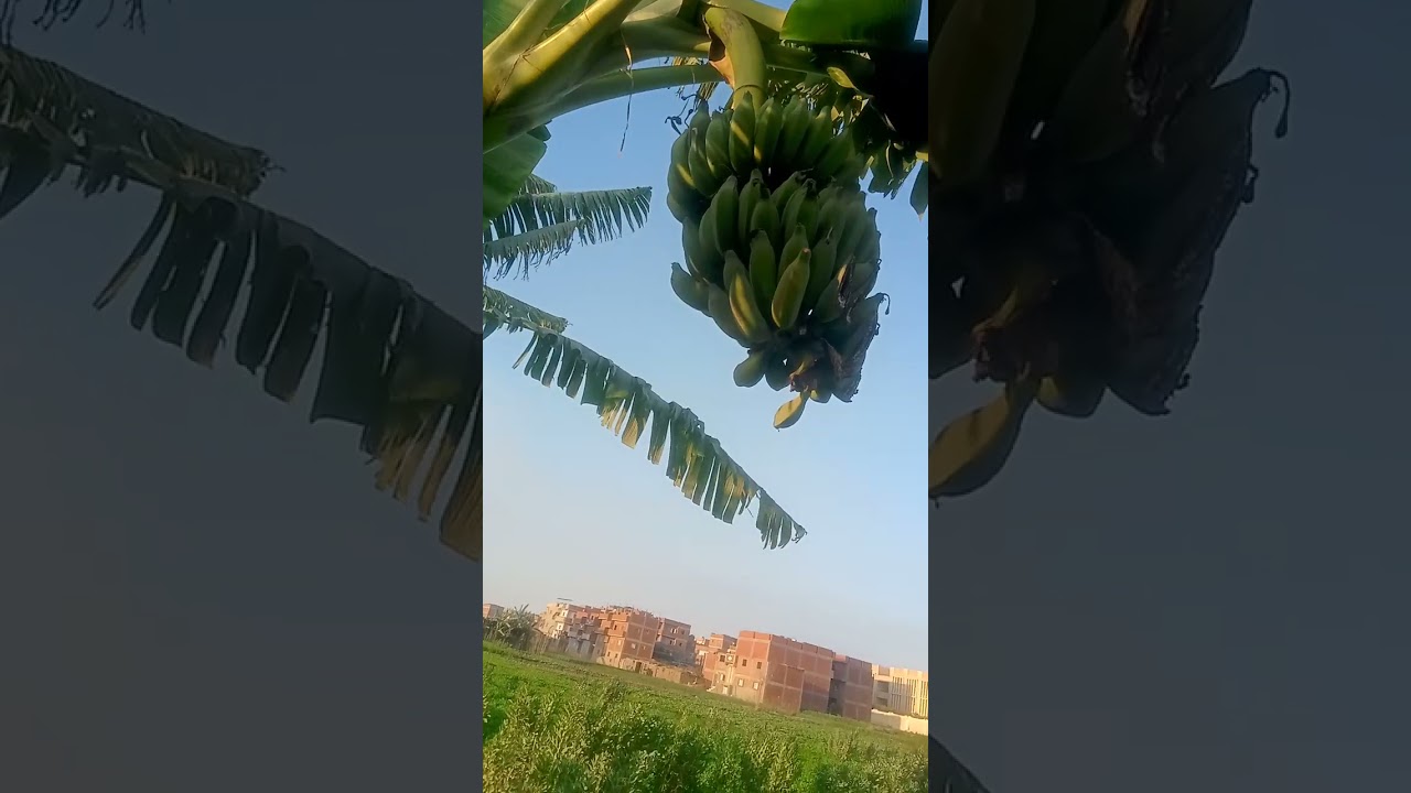 Untitled video