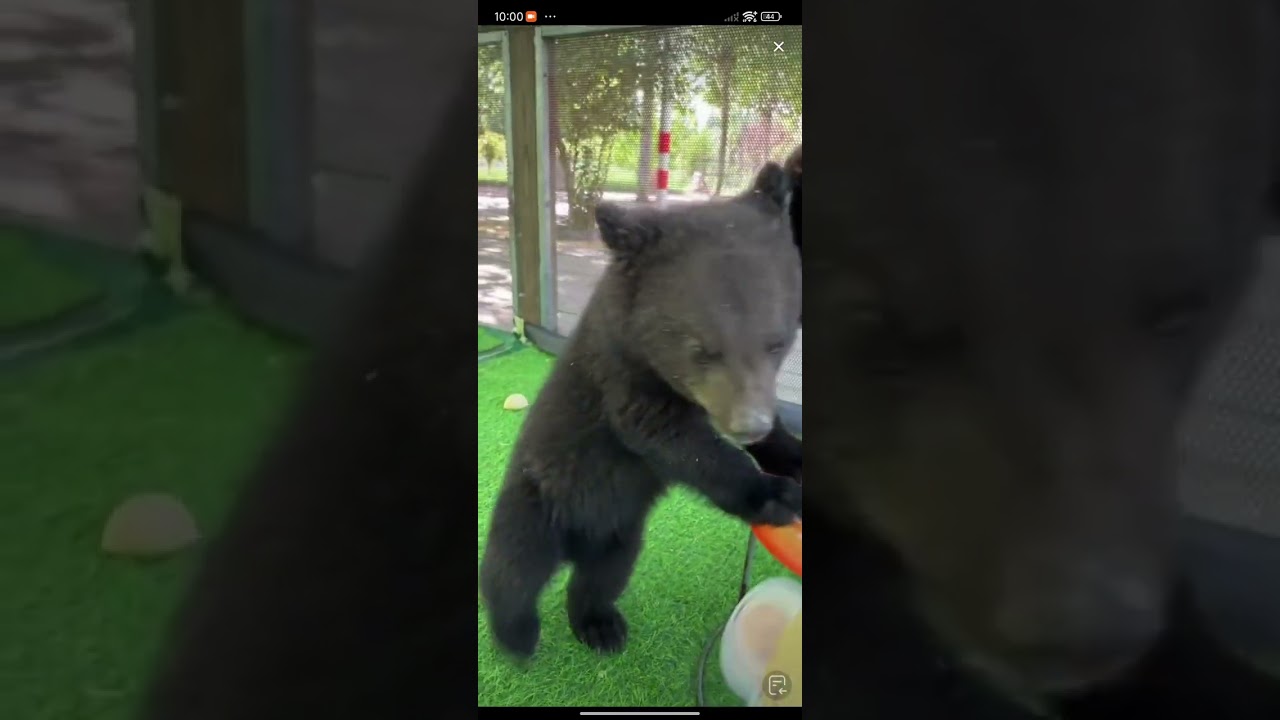 &iexcl;Guau! &iexcl;Qu&eacute; beb&eacute; oso negro jugando! #oso #osezno #lindo #jugando