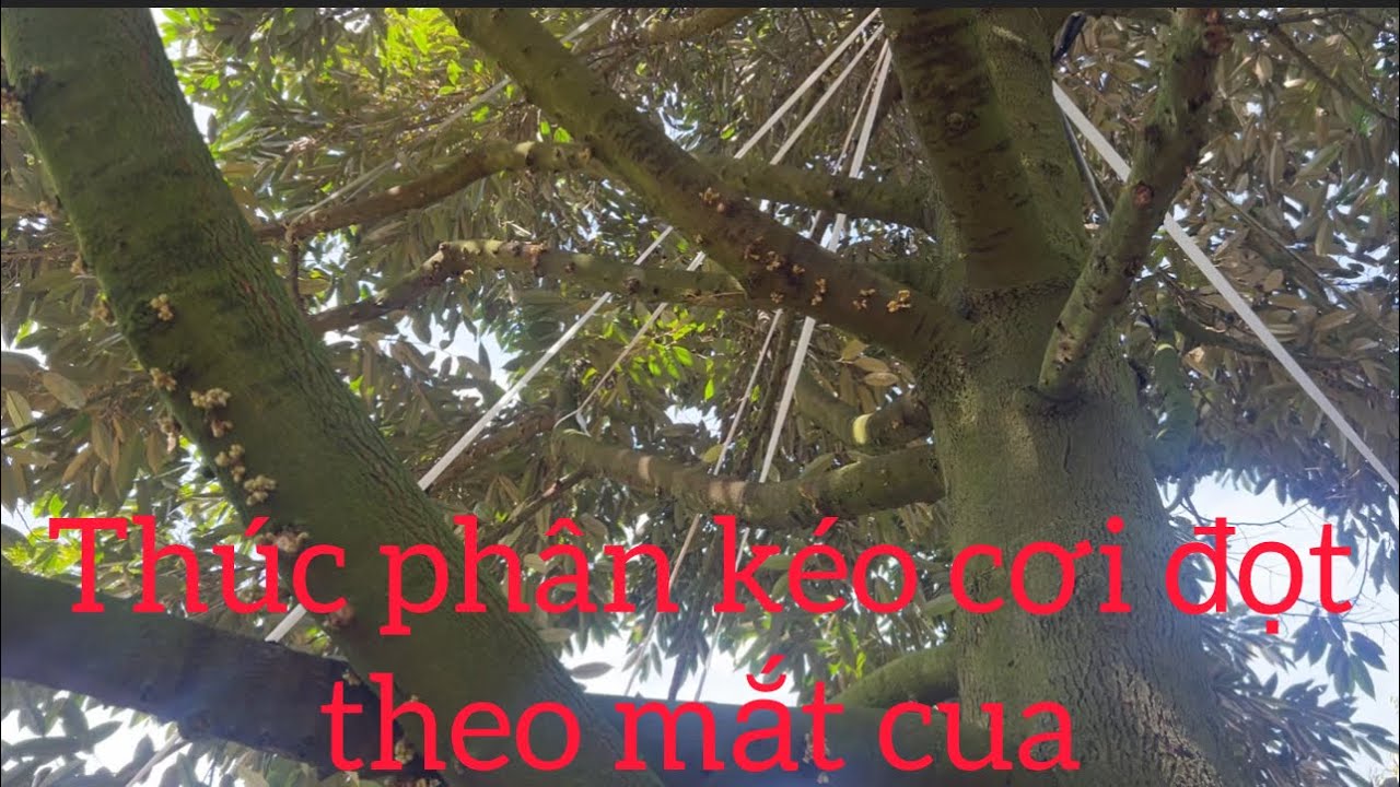 Thúc phân kéo cơi đọt theo mắt cua