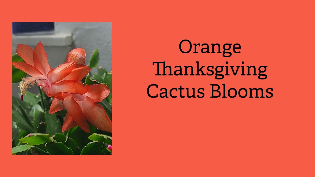 Orange Thanksgiving Cactus Blooms