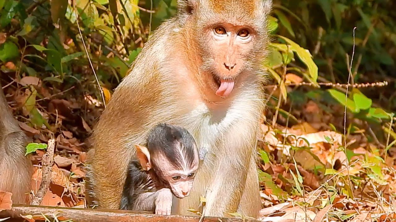 What Happen Karita Monkey?, Why ?