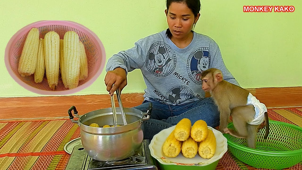 Monkey Family!! Mom Cooking Boiled Corn For Baby Monkey Kako