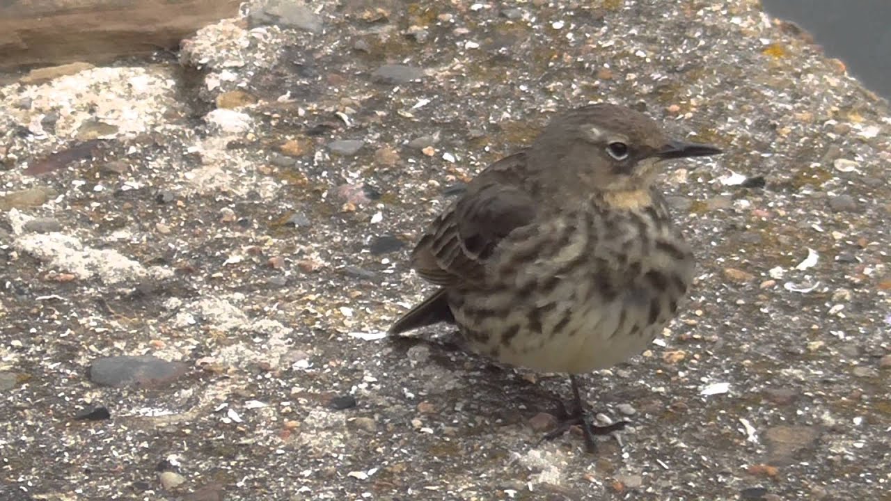 Rock Pipit, Gills Bay, Caithness.