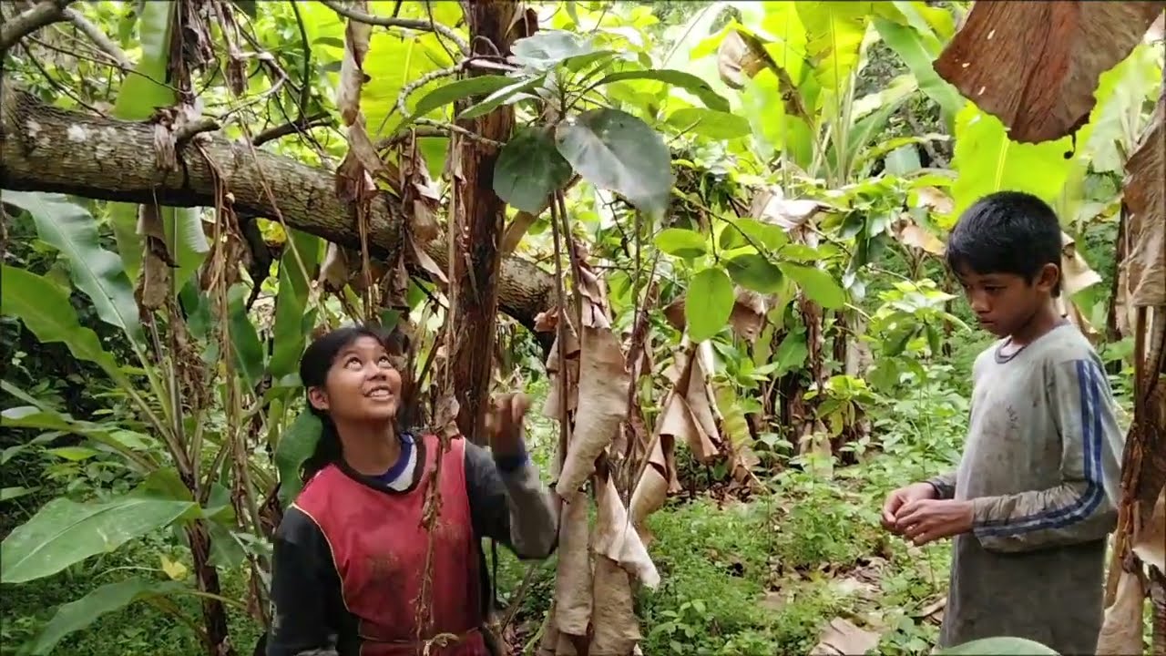  Belajar ngojek pisang bersama adik adik #panen #pisang #mulin