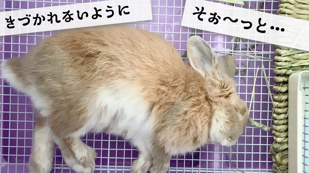 昼間の生態