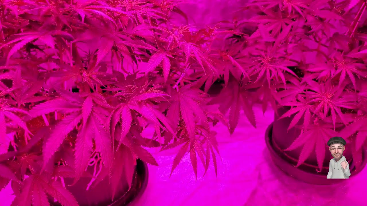 A Look After The Third Tie Is Finished, Flowering Time!