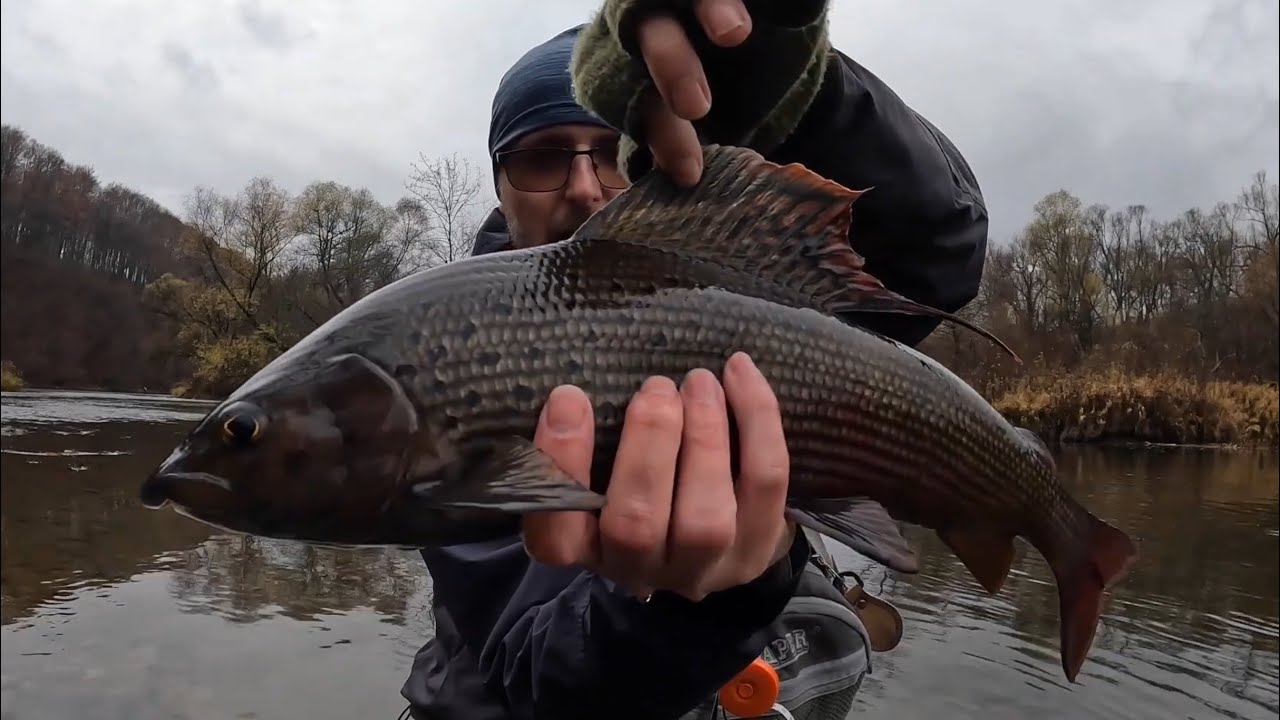 Z muchówką w ręku. San listopad 2025. Lipienie na suchą muchę. River San fly fishing.