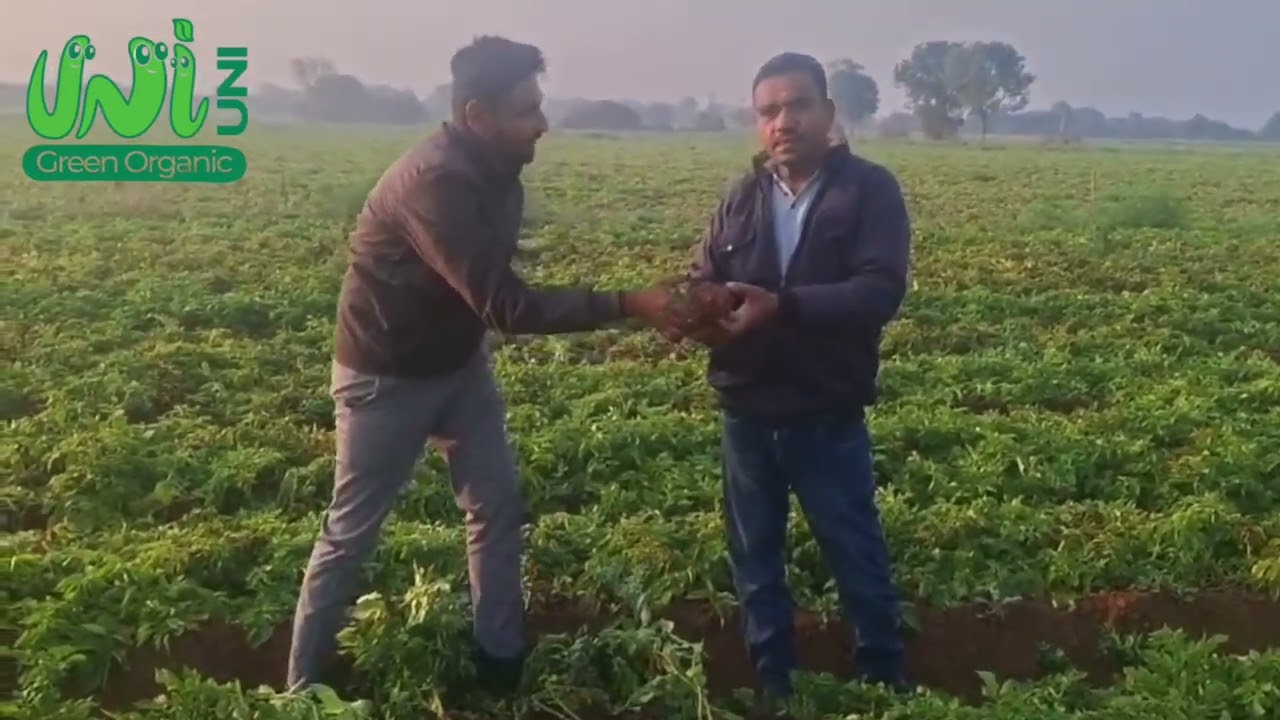 Unigreen organic Organic L R Potato 
