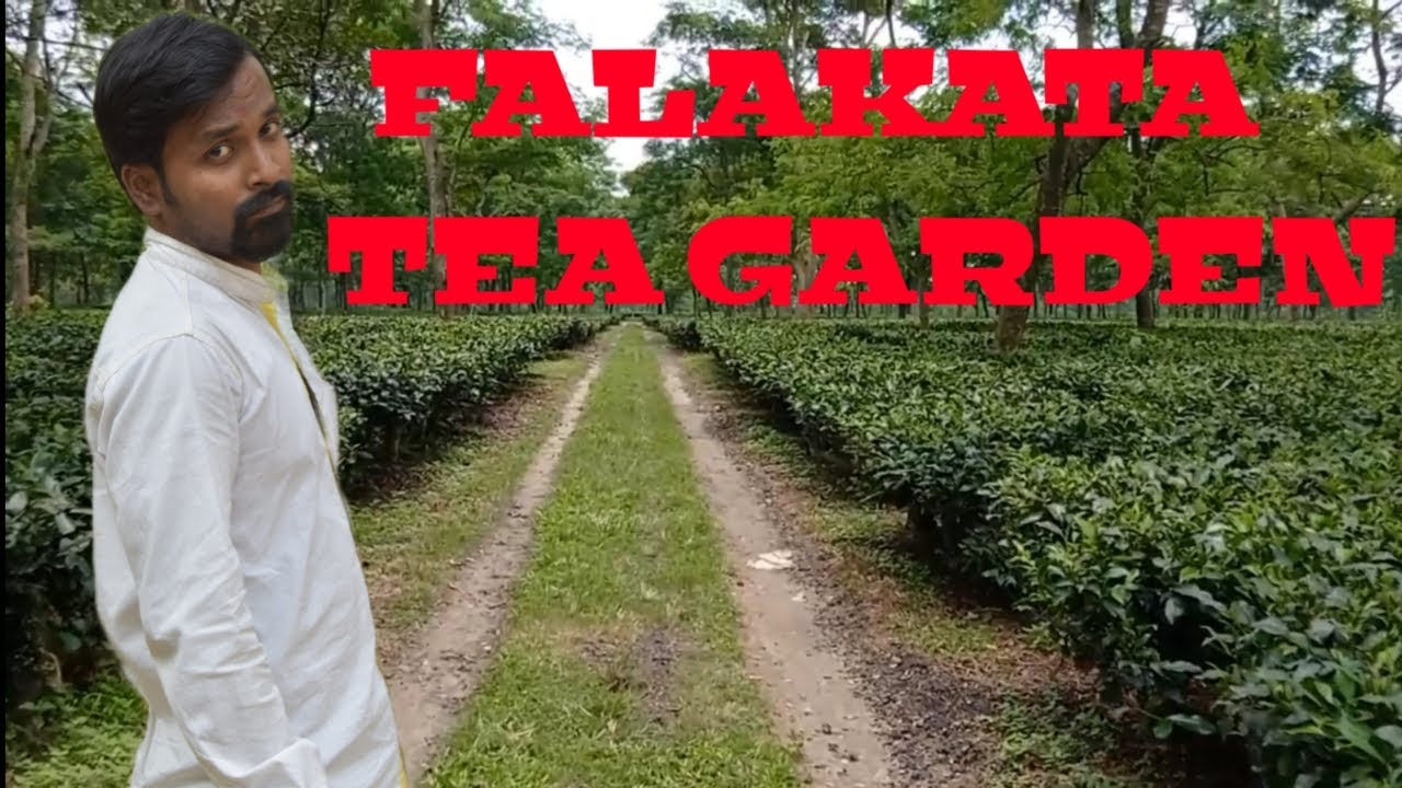 FALAKATA TEA GARDEN,ফালাকাটা চা বাগান WITH FEEL THE UNKNOWN...... Part two