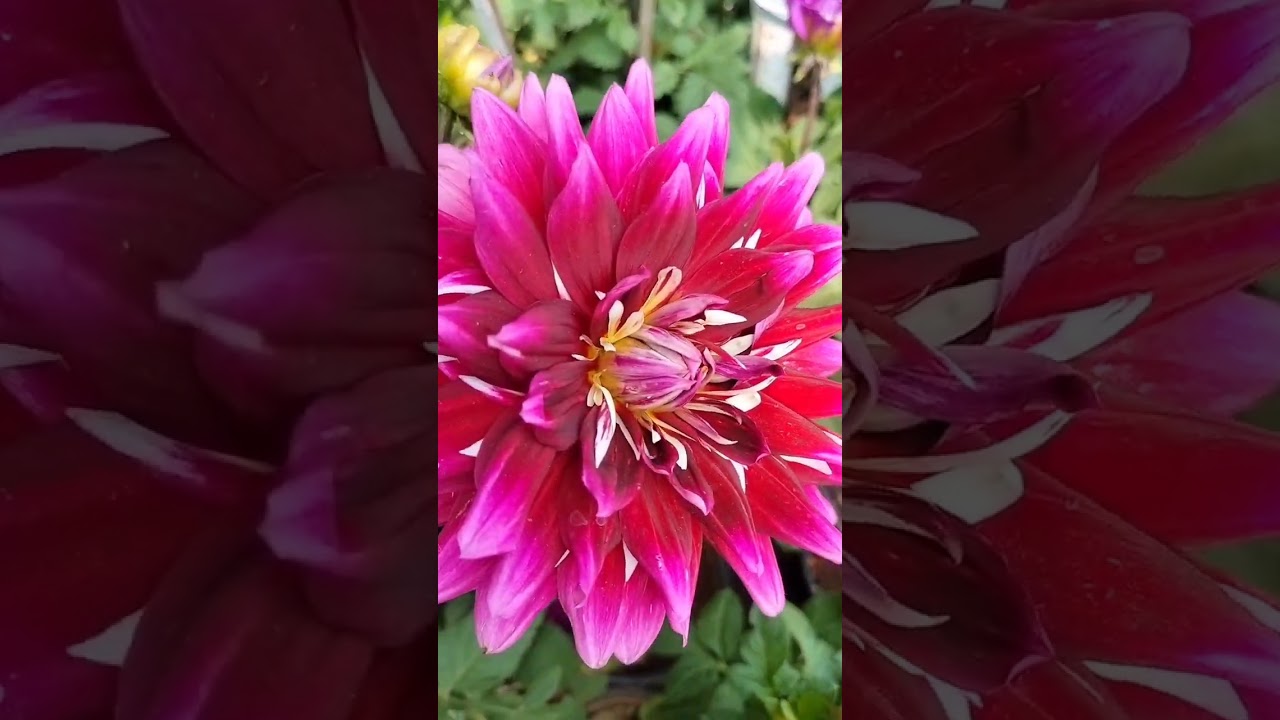 #nurserymela#peoplesplaza#plants#naturelovers#happyness#beautifull flowers 🌹🌻🌻🌻🌹