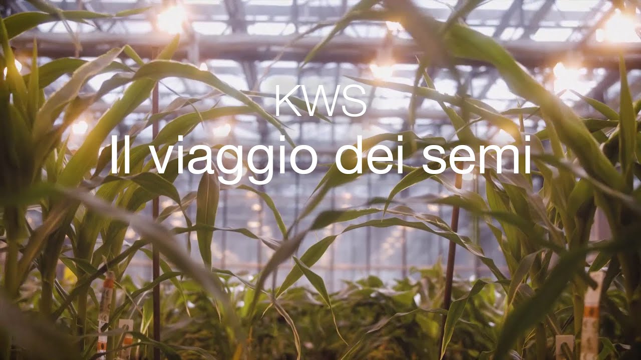 KWS - Il viaggio dei semi