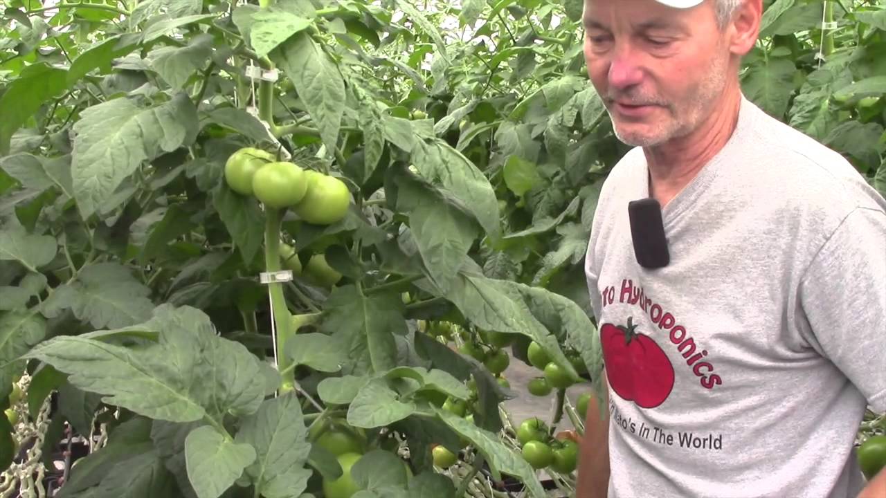 Otranto Hydroponic Tomatoes Tour
