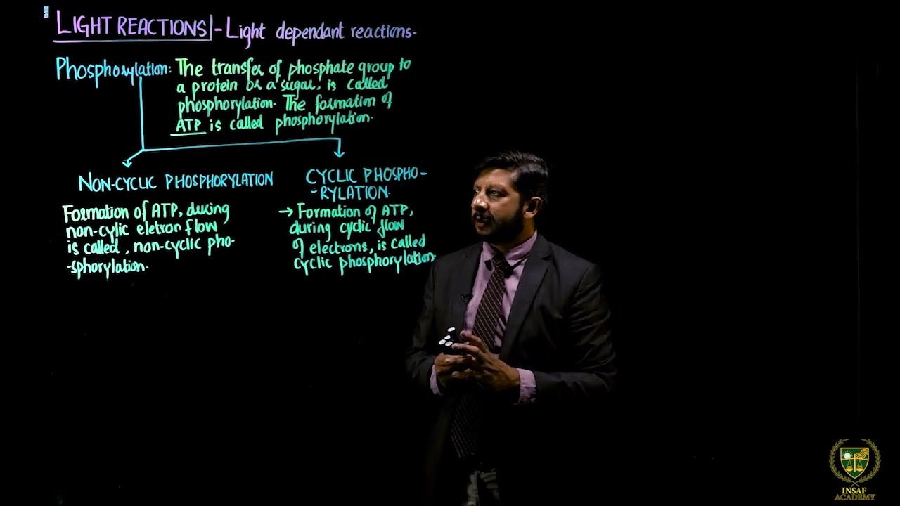 Light Reaction (Part 2) || 11TH BIOLOGY || CHP 11 || LECTURE 11 ||