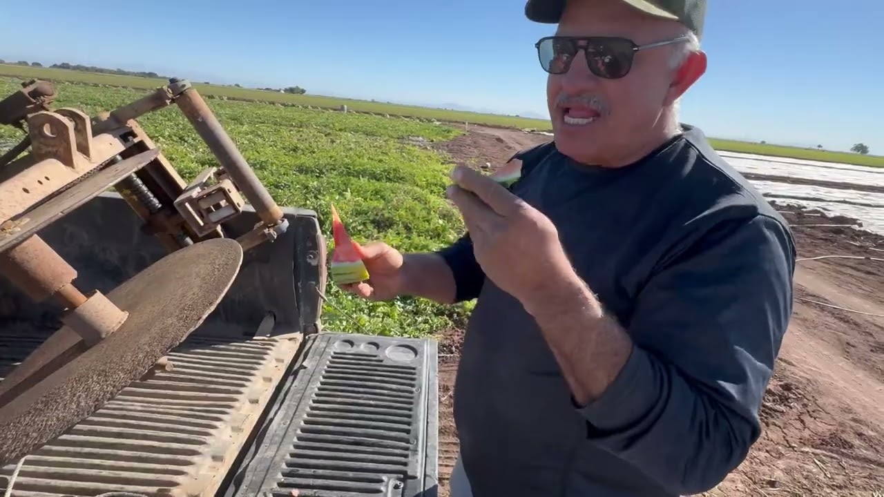 Lo más bonito comer en el campo y trabajar así nos disen estas mujeres en el corte de sandía