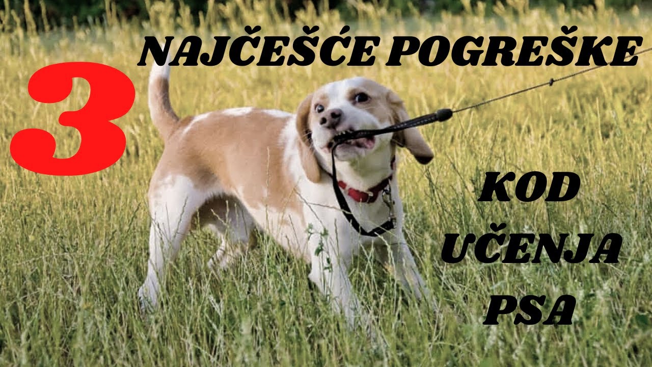 3 najčešće pogreške kod učenja psa