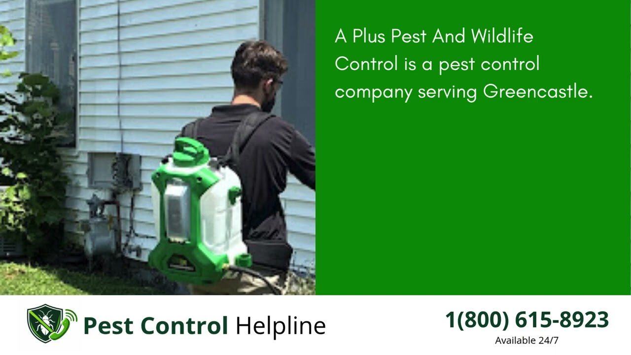 Top 3 Pest Control in Greencastle