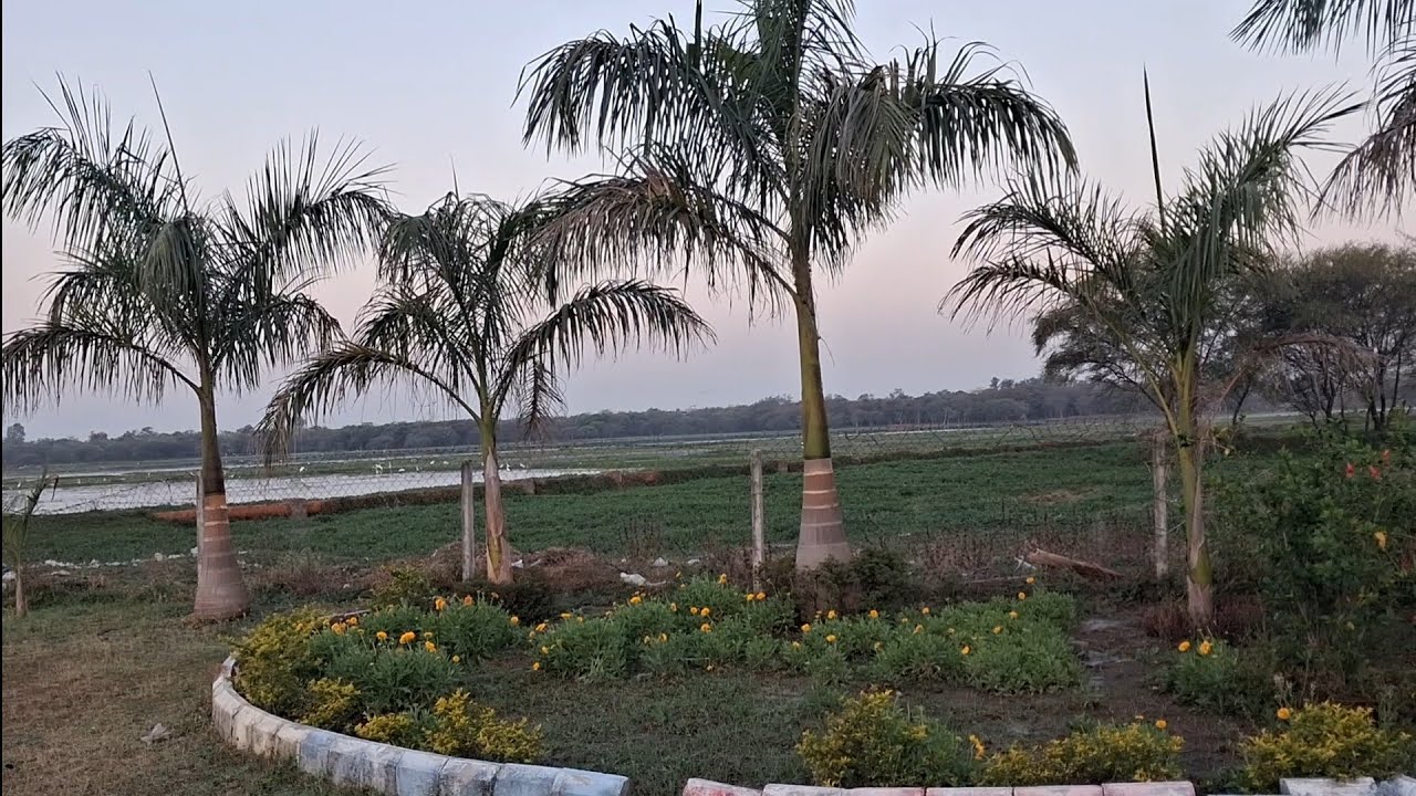 Nature's calm : Subah ki Shanti or panchhiyo ka sath 🌿🦢