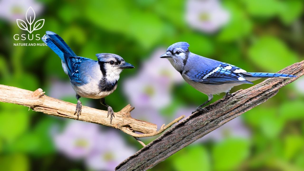 Forest Birdsong - Relaxing Nature Sounds for Stress Relief & Sleep Well - Nature Relaxation Video