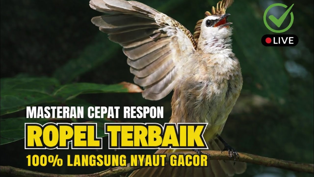 MASTERAN AMPUH BIKIN BURUNG TRUCUKAN GACOR !!!! Ropel panjang' 
