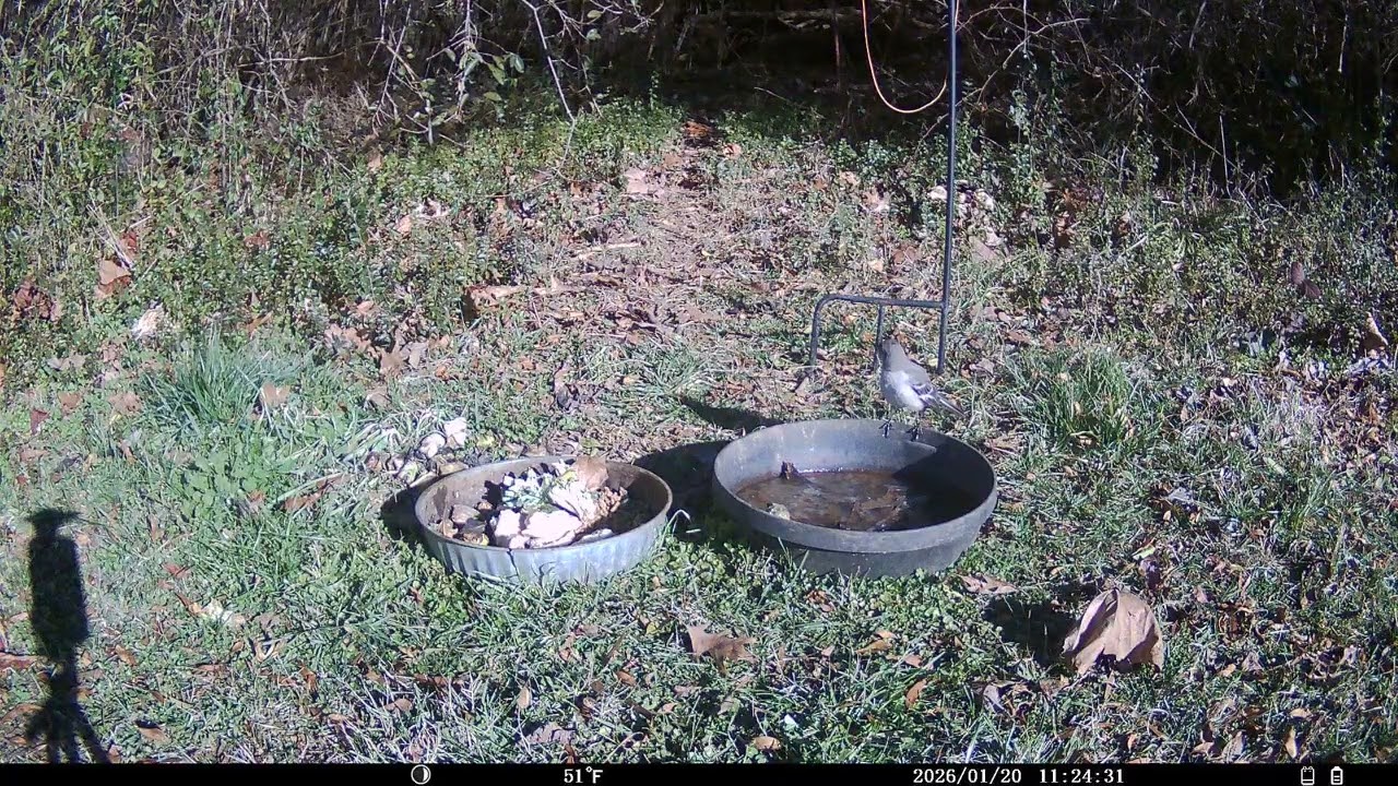 Trail Cam 2026 JAN 20