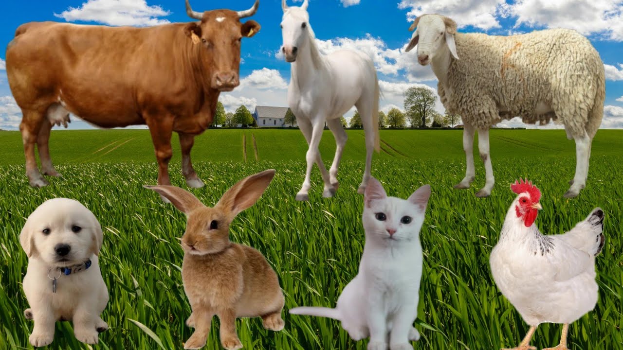 Cute Animals on the Farm: Cows, Sheep, Cats, Dogs, and Chickens!