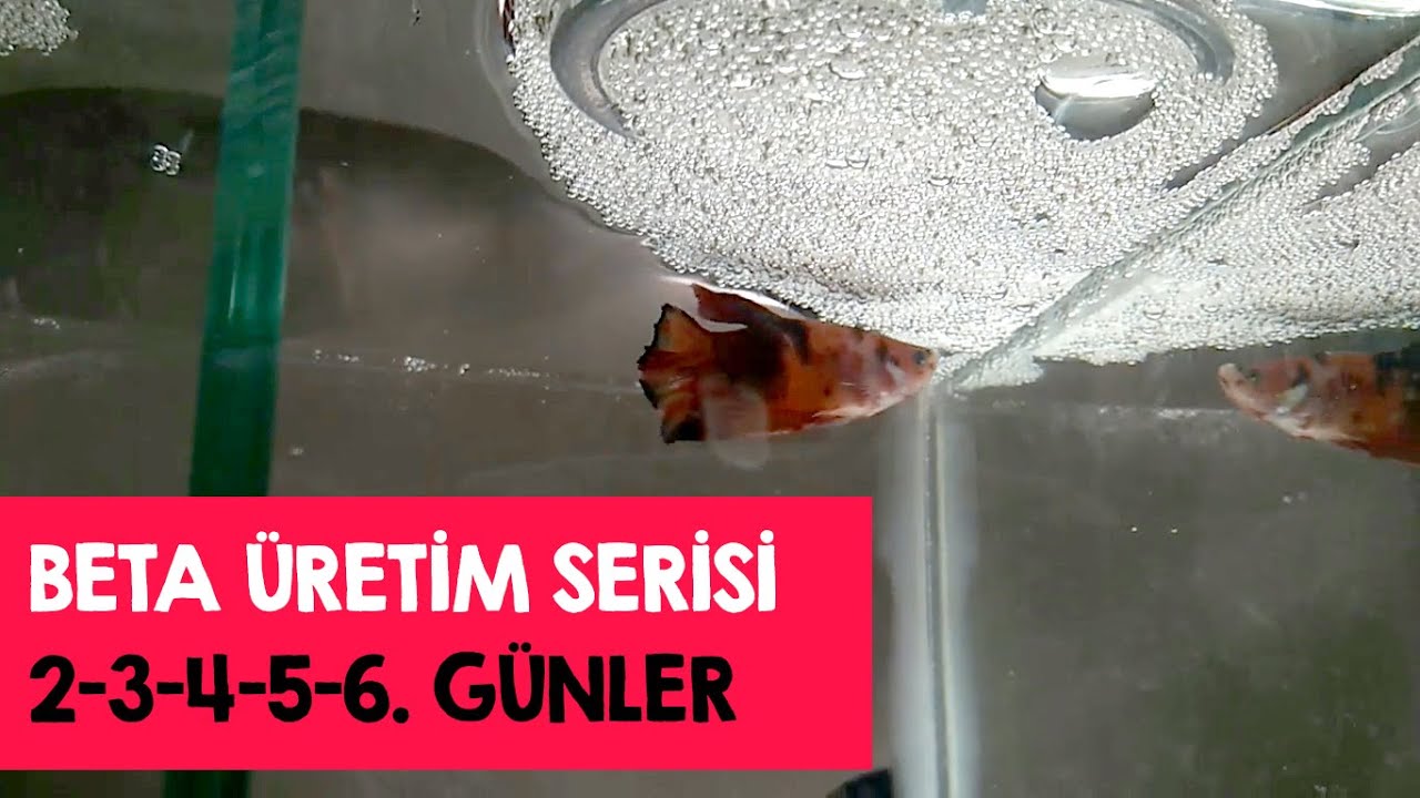 Beta balığı üretim serisi - 2-3-4-5 ve 6.günler