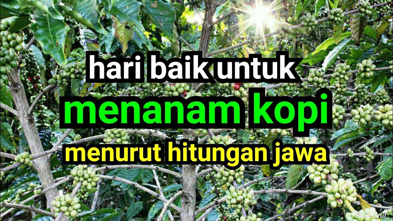 hari baik untuk menanam kopi menurut hitungan jawa