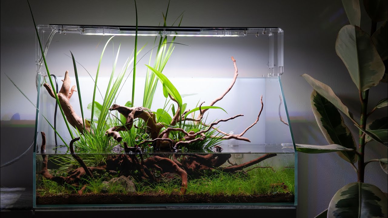 60cm Beautiful Paludarium lit by Skylight AQI-60H Intense