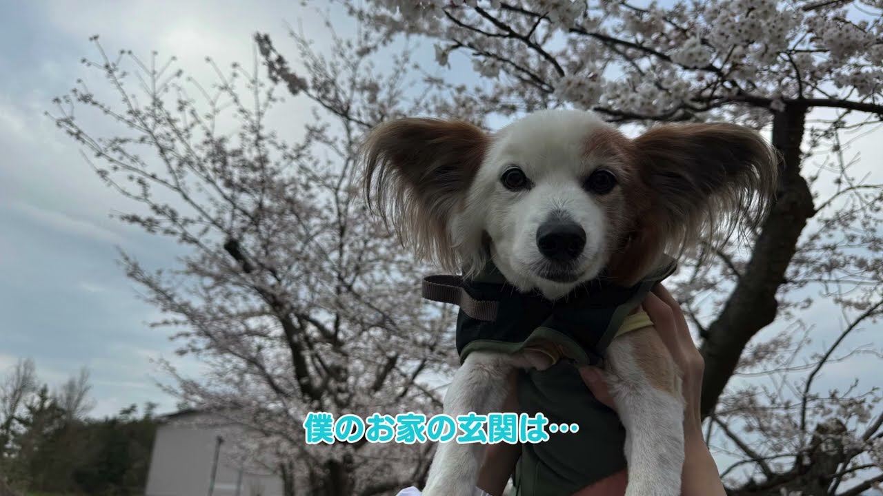 ラテくんのお家の秘密【狭いお家】