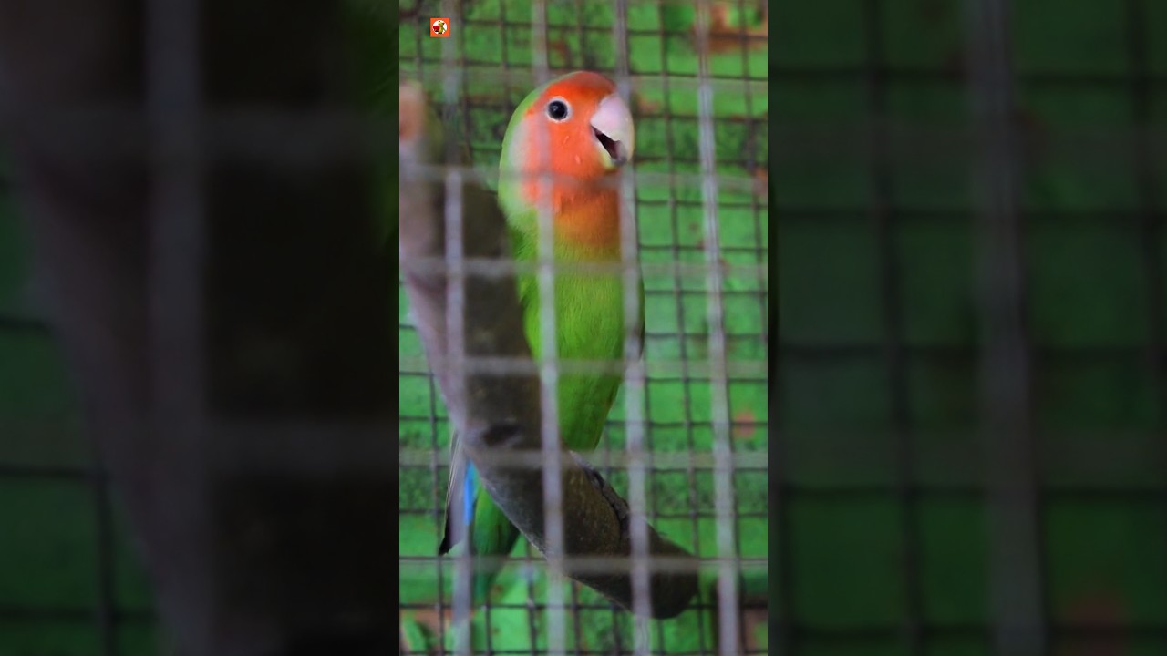 Lovebird Sounds | Lovebird singing ( Part 2 )