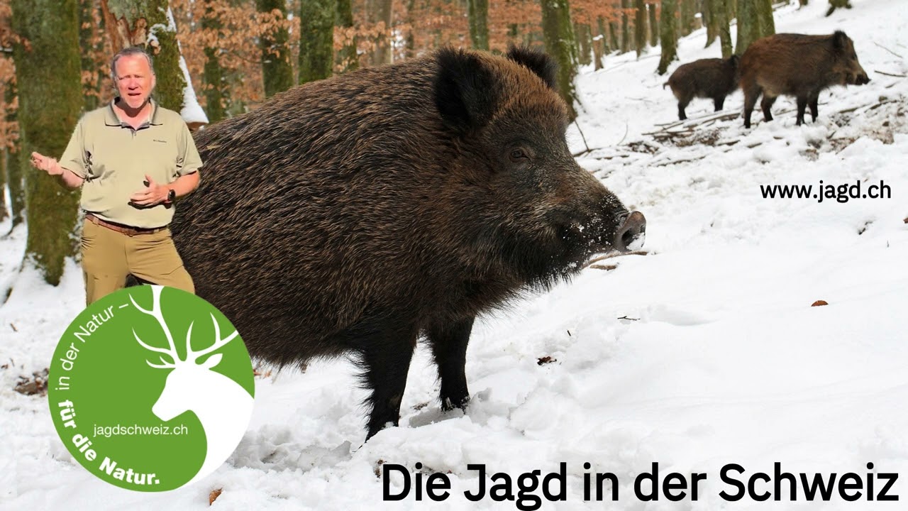 Die Jagd in der Schweiz