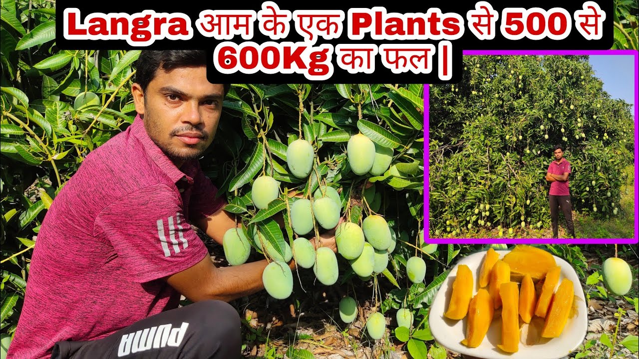 #Langra_आम के एक Plants से 500 से 600Kg का फल | #Biswal_farming(📲 9178340614)Cont. for Mango Plants.