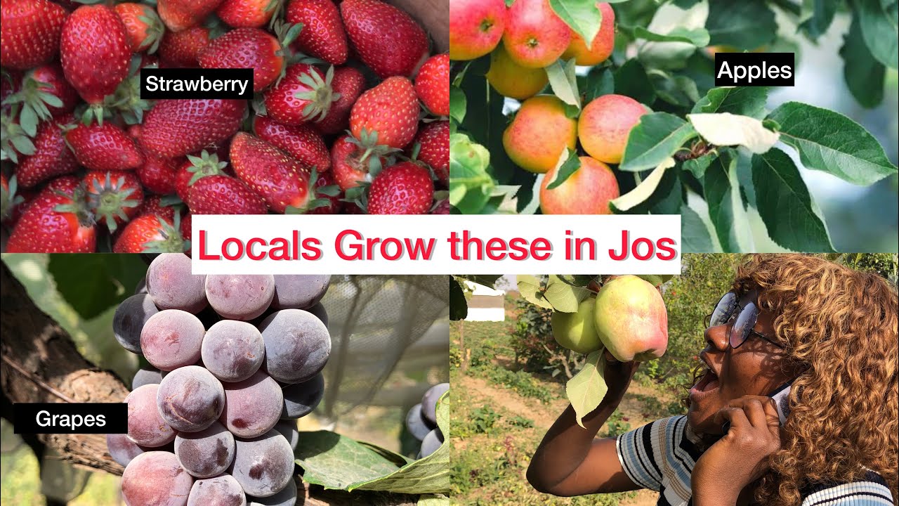 Foreign ‘Most’ Exotic Fruits Grown in Jos Nigeria