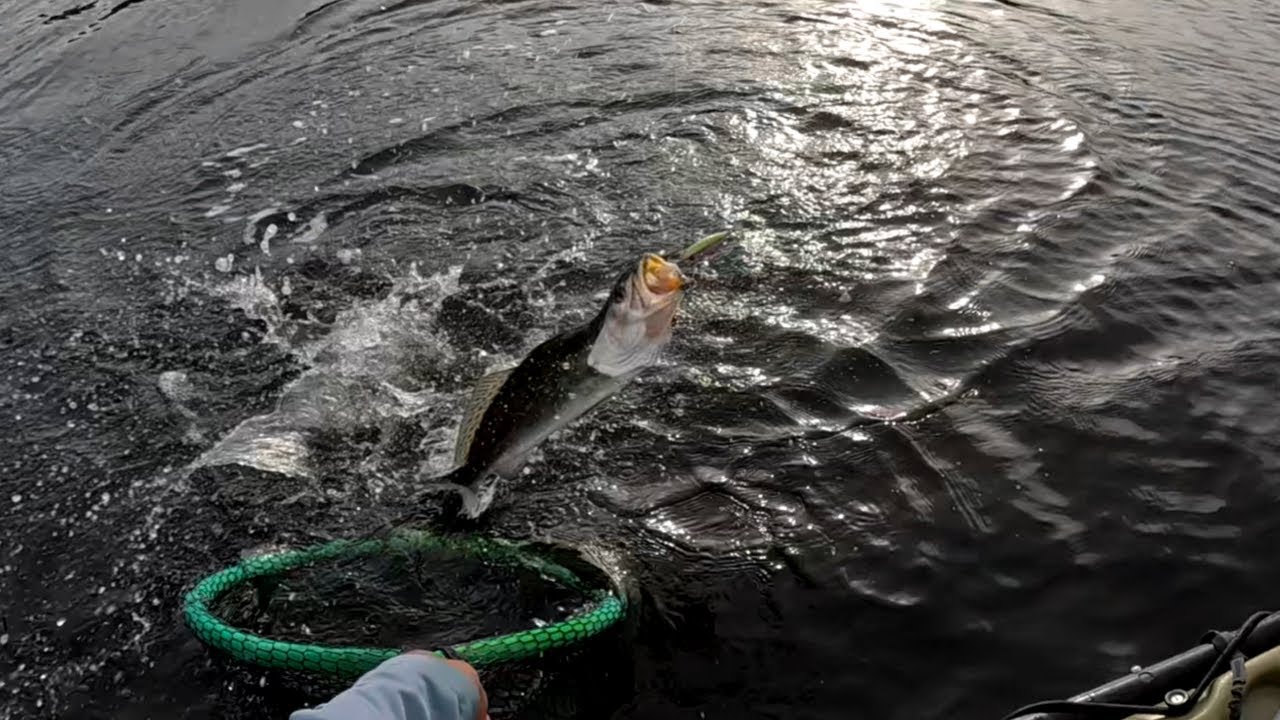 Non Stop Speckled Trout Action! Kayak Fishing Choctawhatchee Bay