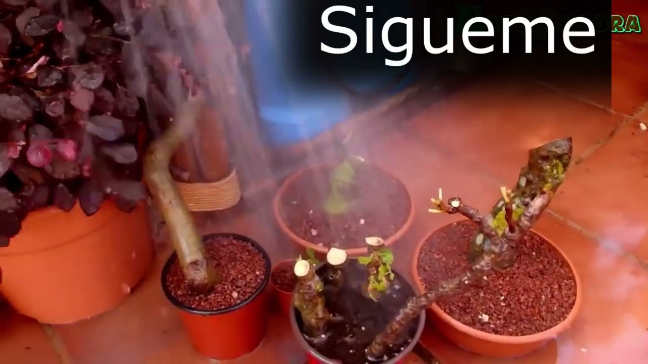 Cómo hacer un bonsái con una rama de higuera paso a paso