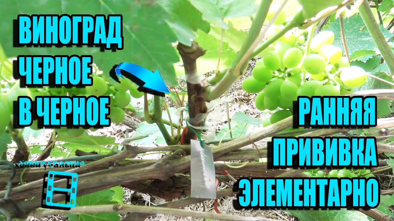 УСЛОВИЯ И ПРИВИВКА ВИНОГРАДА ЧЕРНОЕ В ЧЕРНОЕ ГЛАЗОМ И В РАСЩЕП. СЕВЕРНЫЙ ВИНОГРАДНИК 8-21