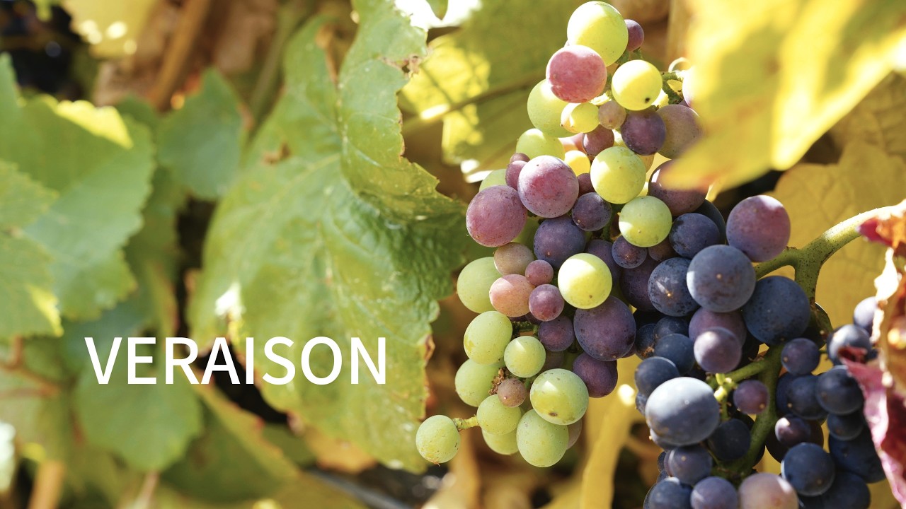 VERAISON | I Am the Vineyard