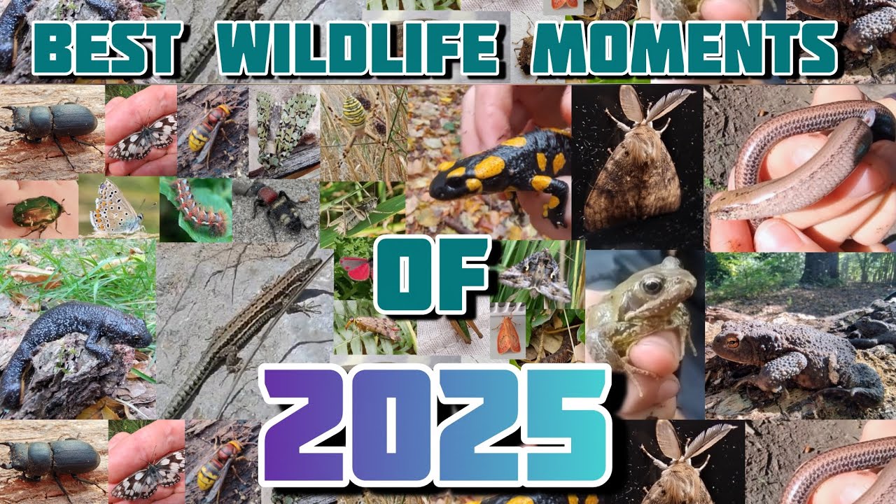 THE BEST WILDLIFE MOMENTS OF 2025