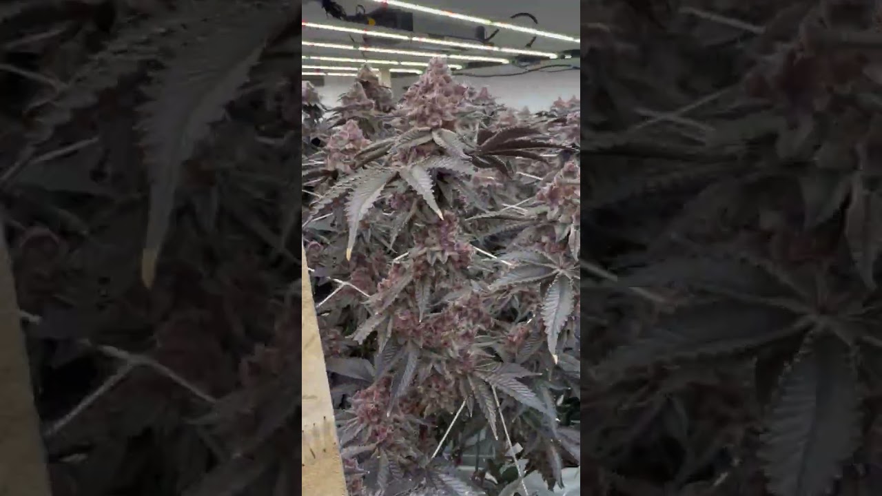 True Commercial Grade LED Grow Lights for Serious Growers | Flexstar PRO 720W