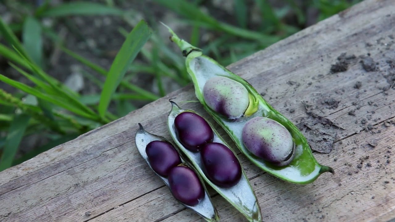 Comment produire de la semence de fève