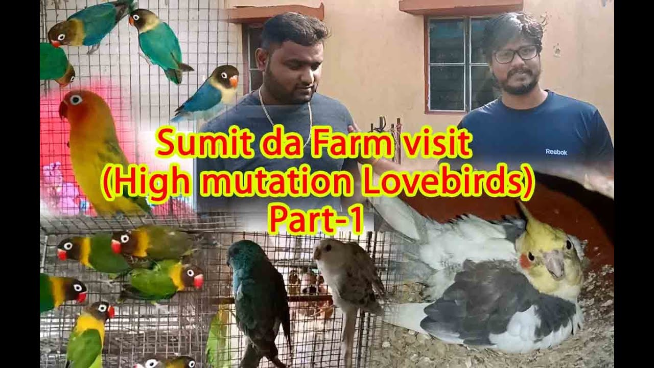 High mutation Lovebirds with expensive information by Sumit da(kolkata Lovebirds) part-1