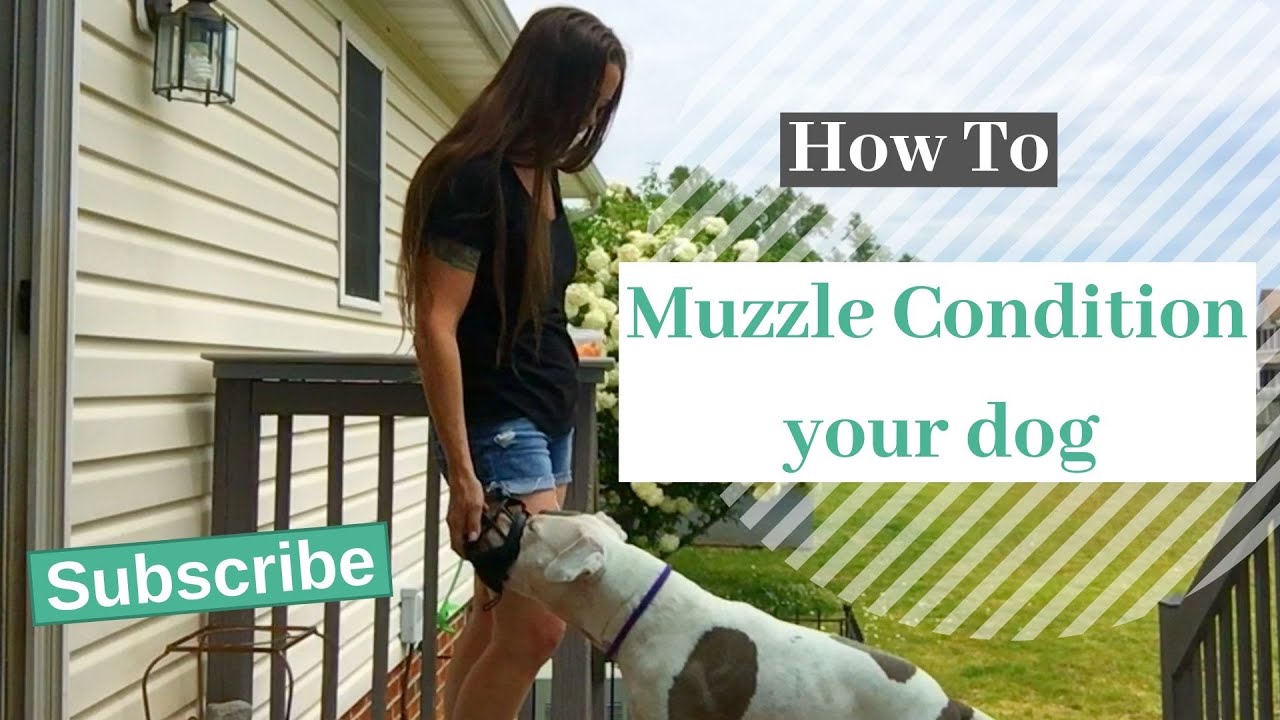 Muzzle Conditioning | Freedom K9 Training