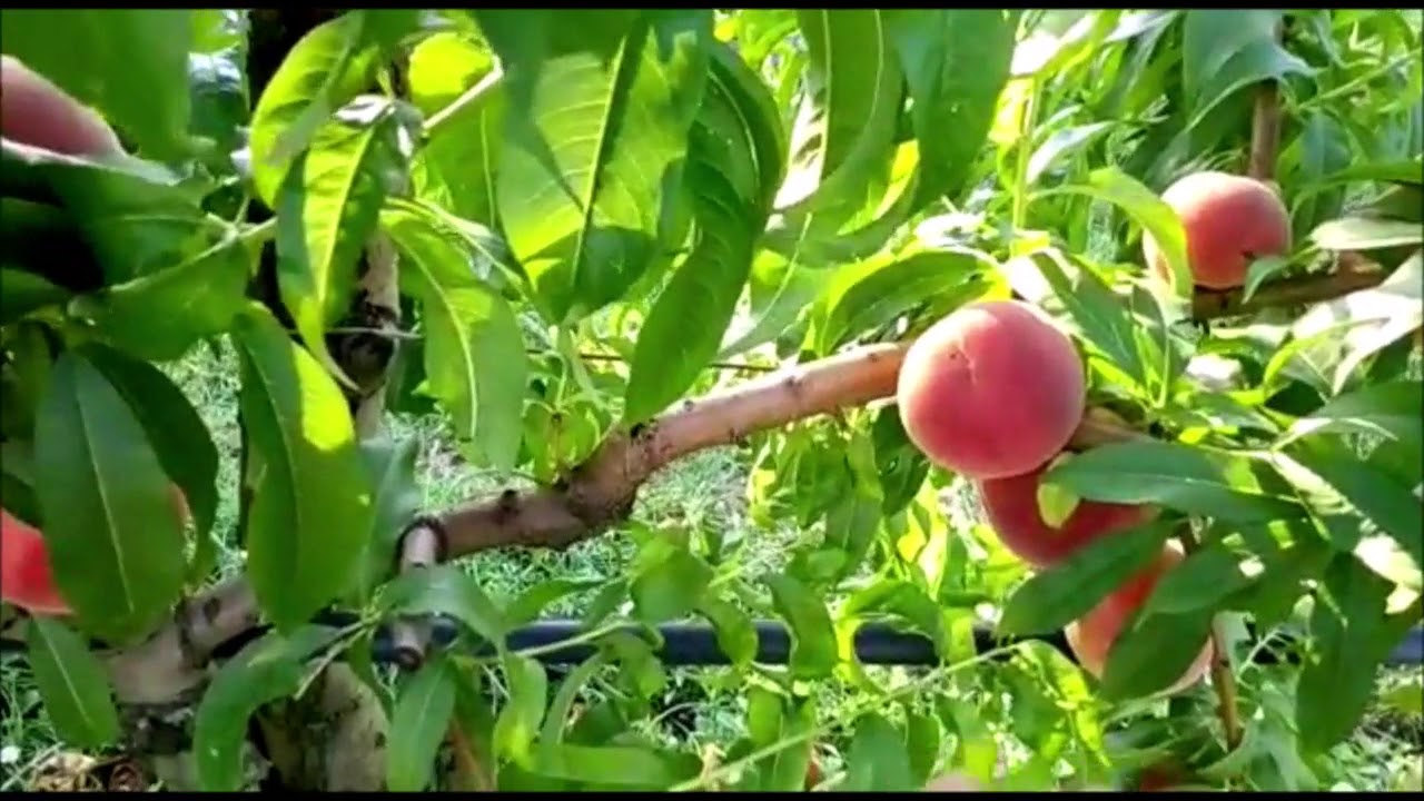 Raccolta PESCHE 🍑