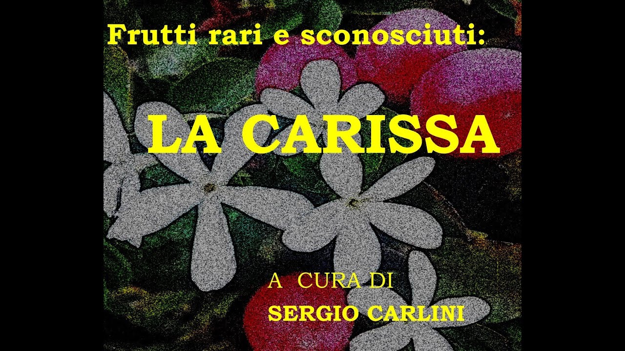 FRUTTI RARI E SCONOSCIUTI. LA CARISSA