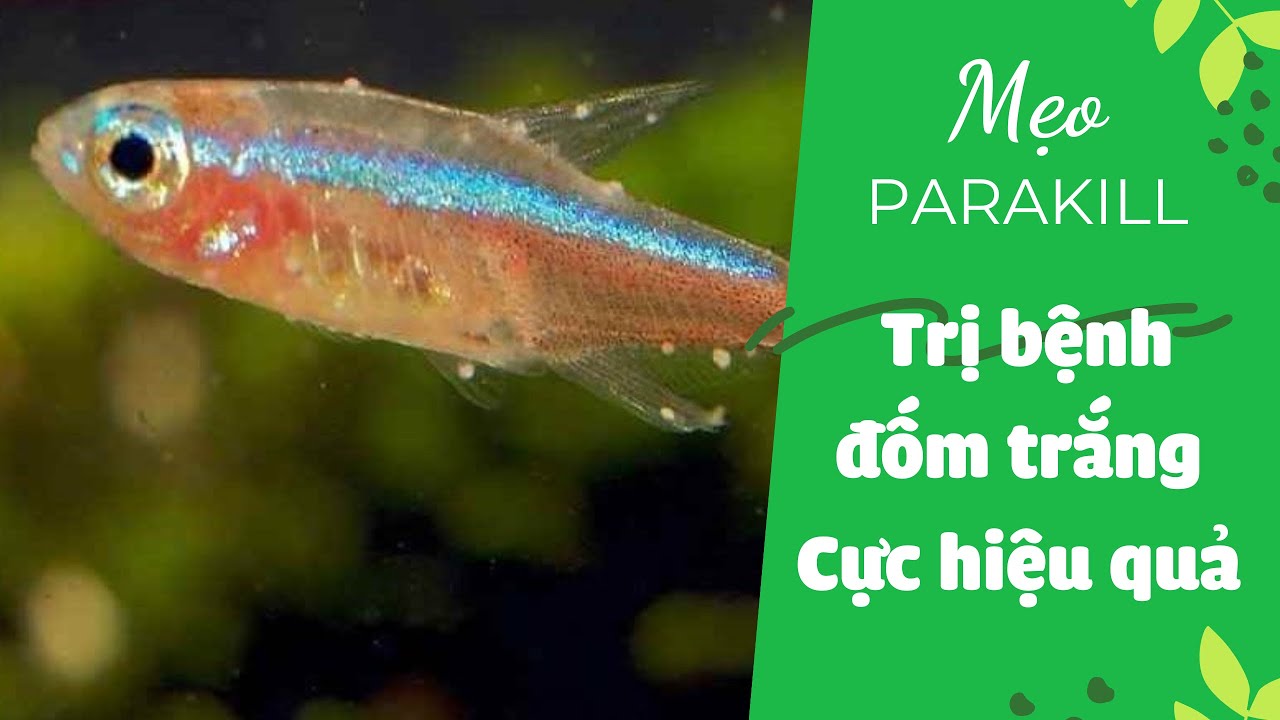 Trị bệnh đốm trắng cá cảnh (nấm trắng) bằng Parakill liệu có hiệu quả?